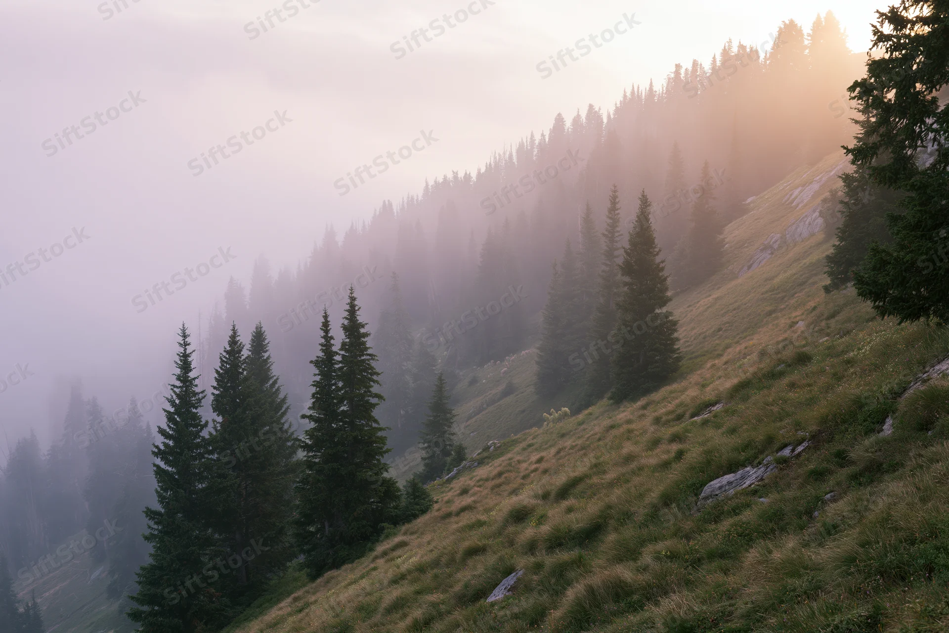 Misty mountain meadow with scattered spruce trees on a sloping hillside at sunrise