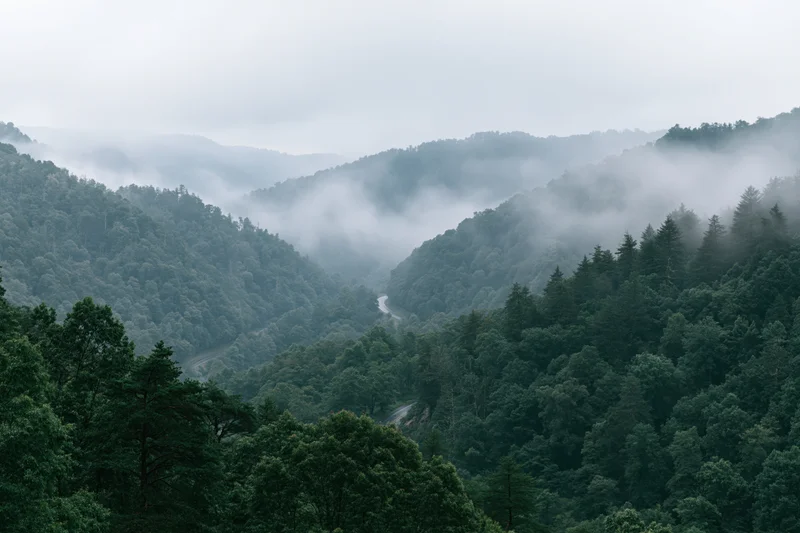Misty mountain valley with dense green forest layers receding into fog, winding road through woodland