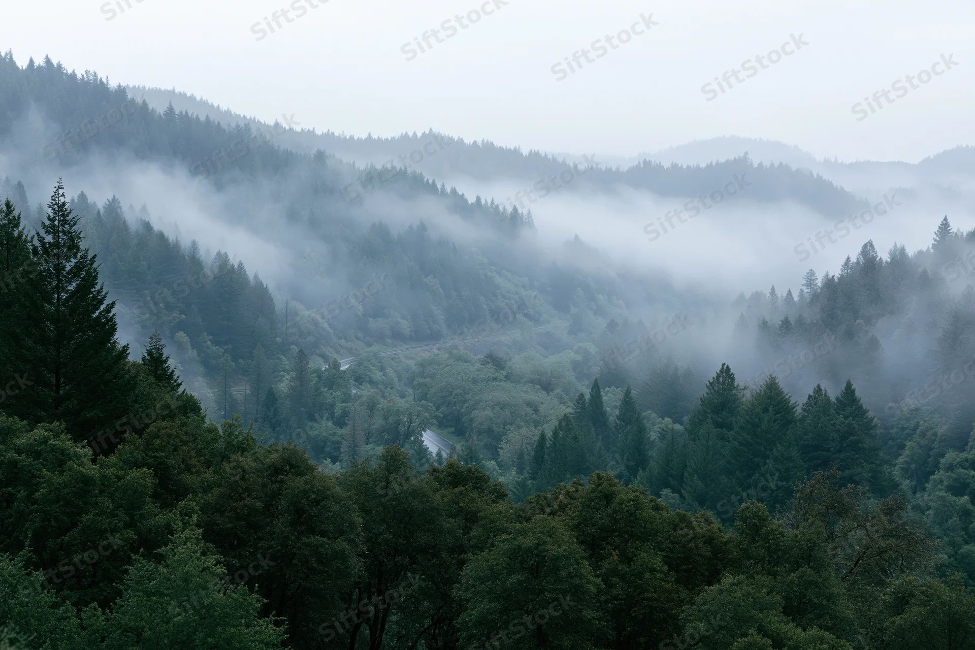 Misty forested valley with layered green trees and fog drifting through the mountains