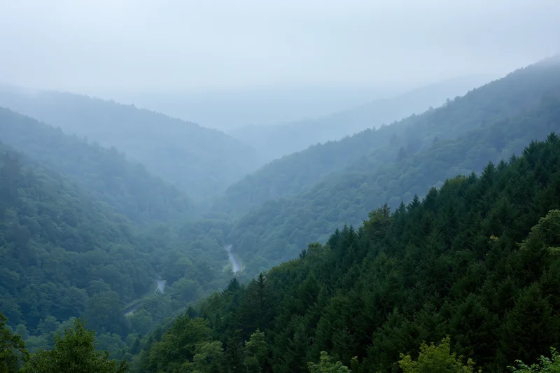 Misty mountain valley with dense green forest layers receding into the distance