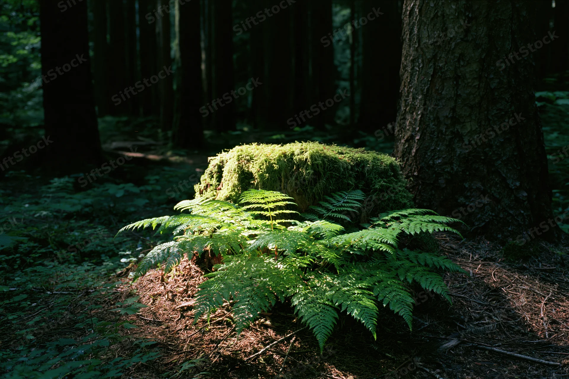 Moss-covered stump with ferns growing around it in a dense forest