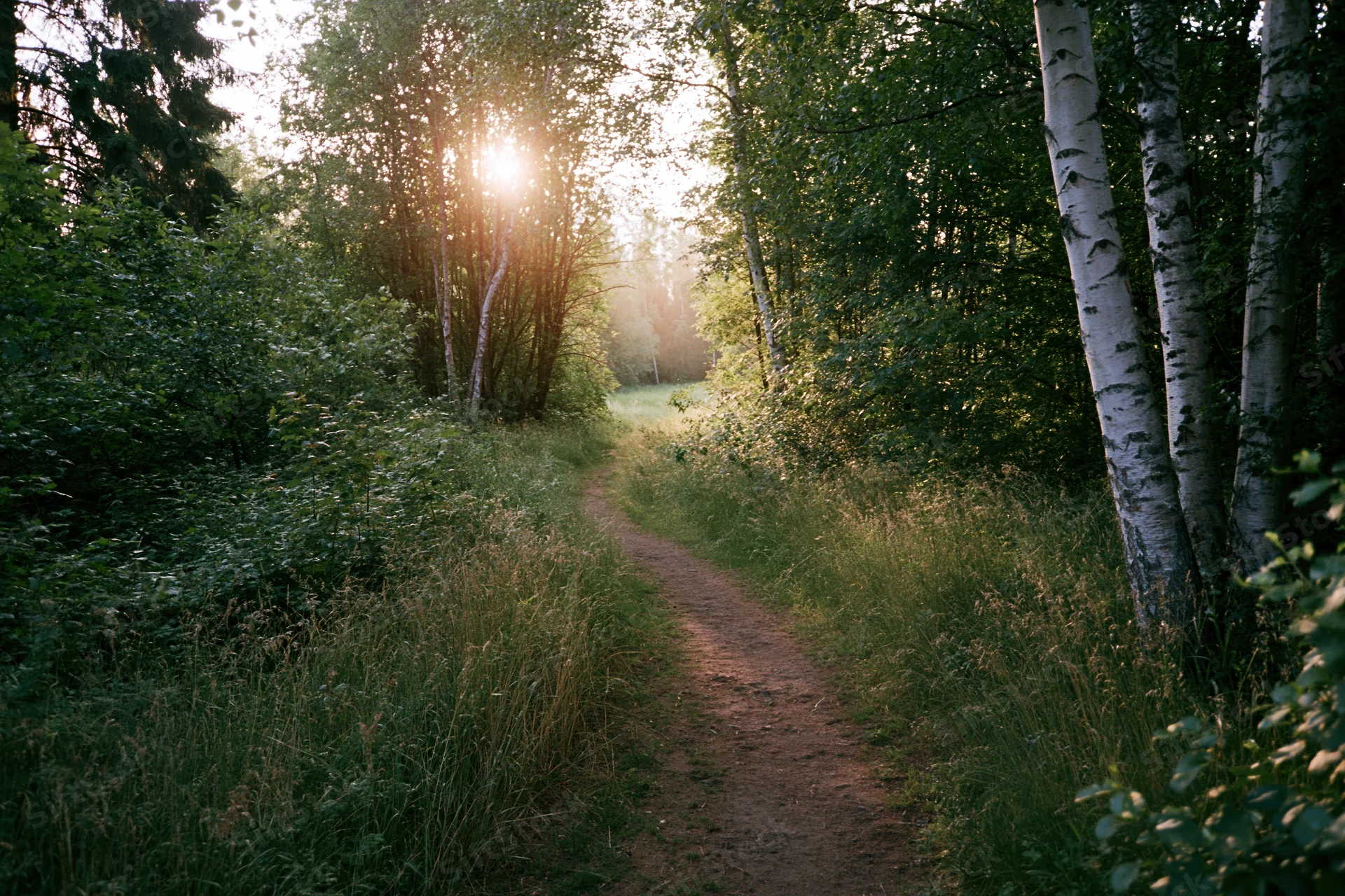 Narrow dirt path winding through a birch forest with sunlight filtering through the trees