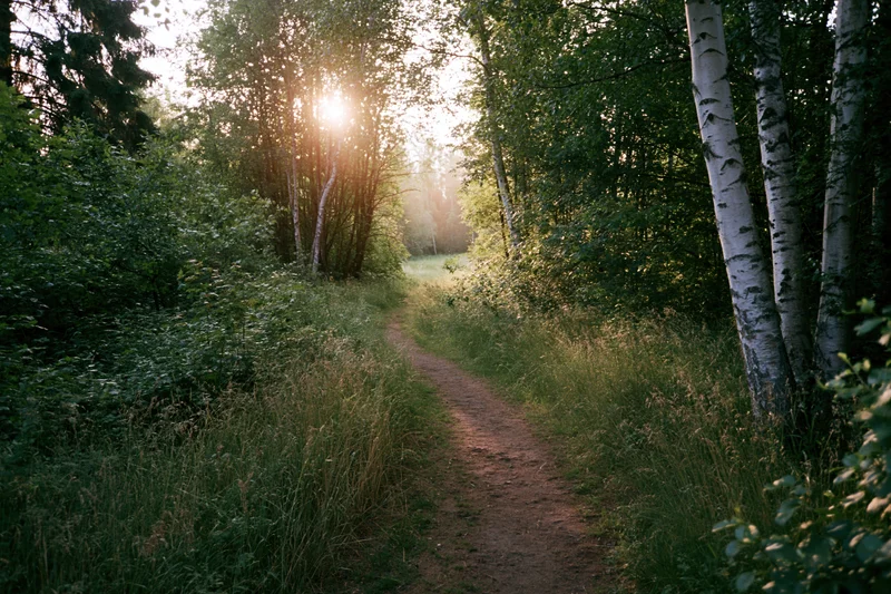 Narrow dirt path winding through a birch forest with sunlight filtering through the trees
