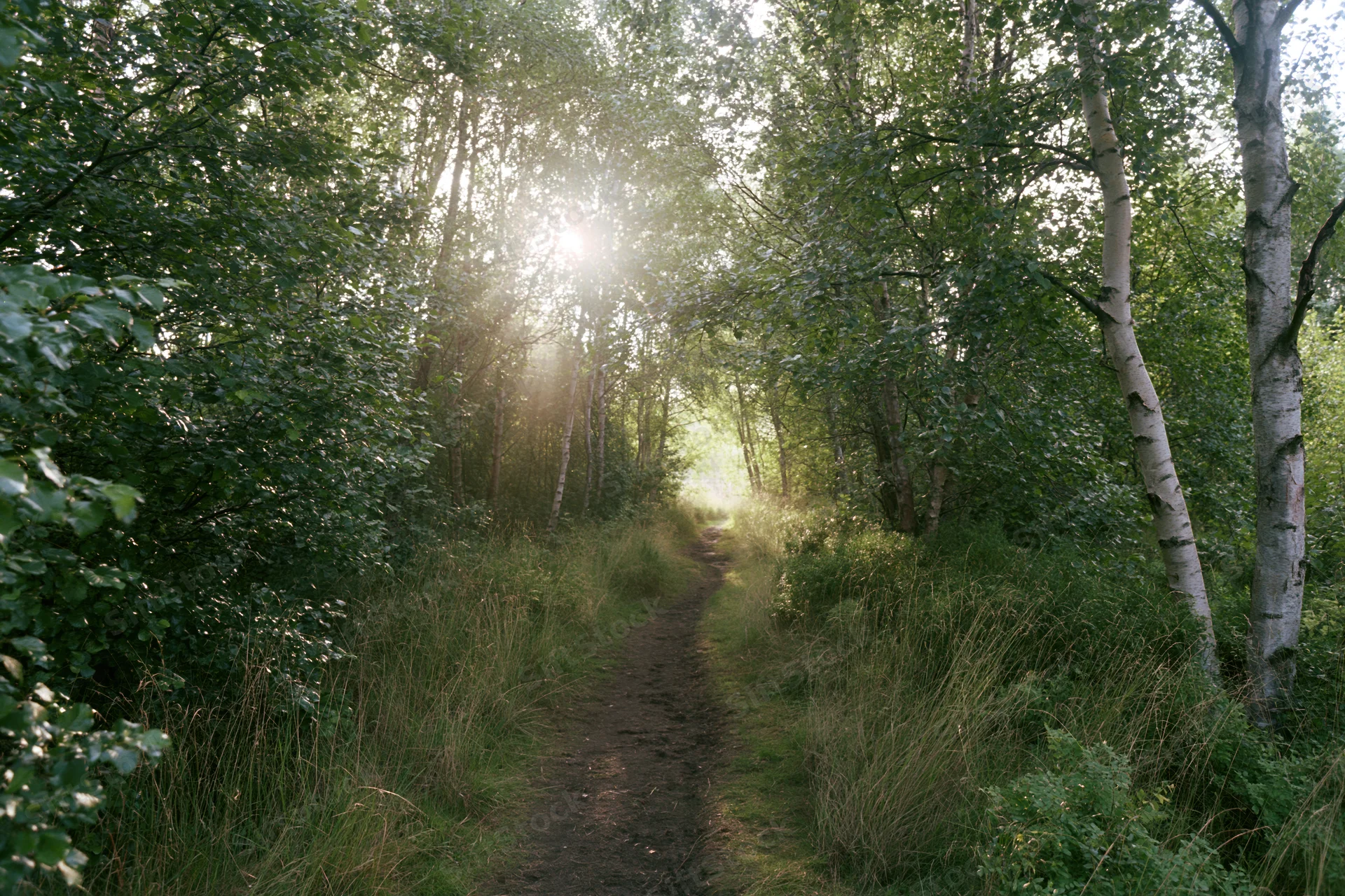 Narrow dirt path winding through a birch forest with sunlight filtering through the trees