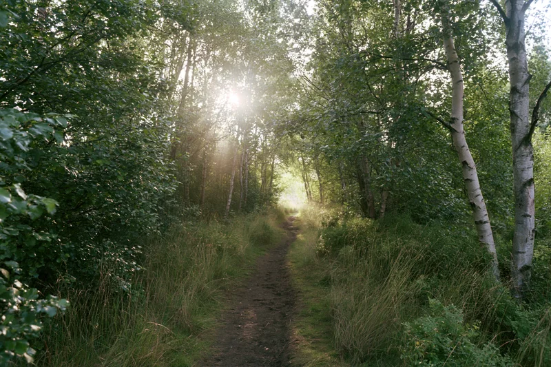 Narrow dirt path winding through a birch forest with sunlight filtering through the trees