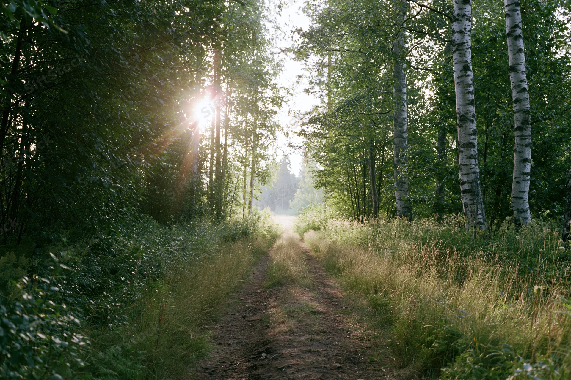 Narrow dirt path winding through a birch forest with sunlight filtering through the trees