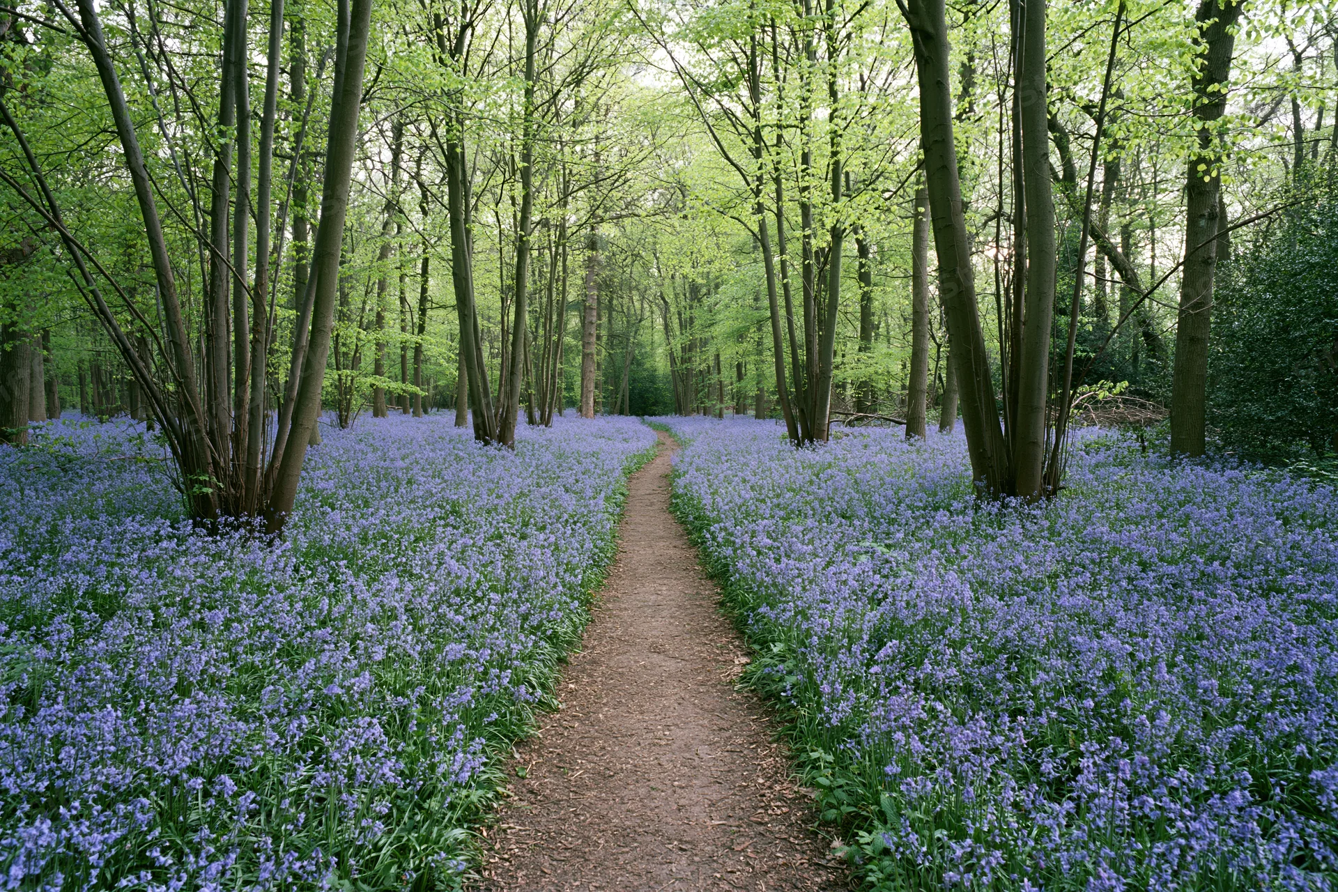 Narrow dirt path winding through a dense bluebell woodland in spring