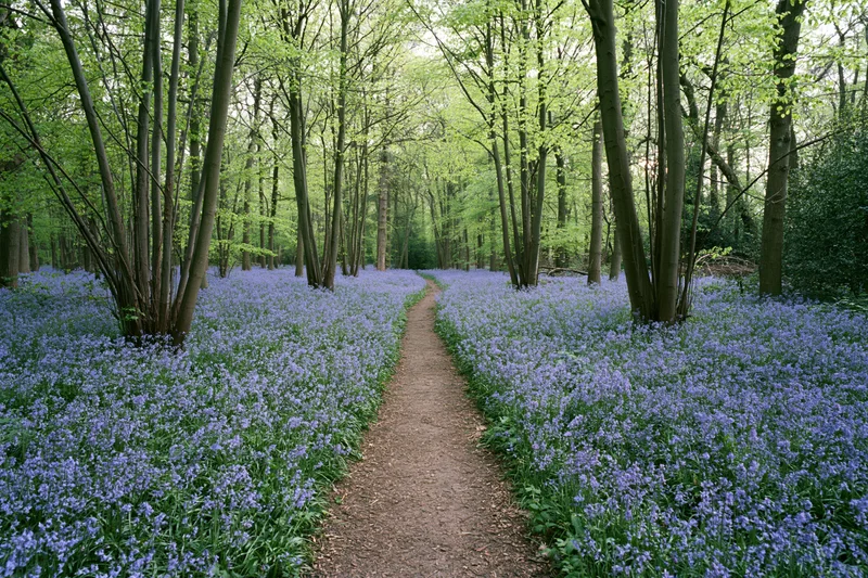Narrow dirt path winding through a dense bluebell woodland in spring