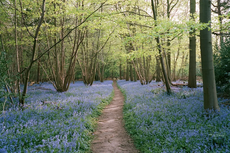 Narrow dirt path winding through a dense bluebell woodland in spring
