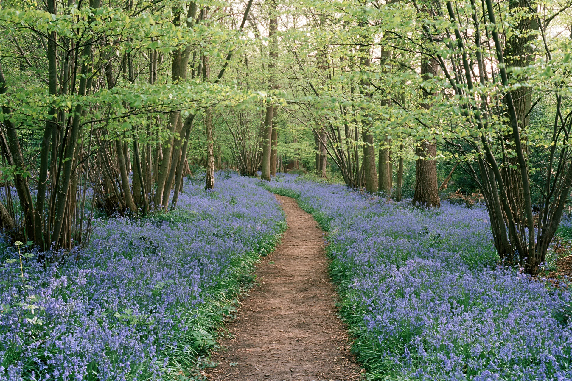 Narrow dirt path winding through a dense bluebell woodland in spring