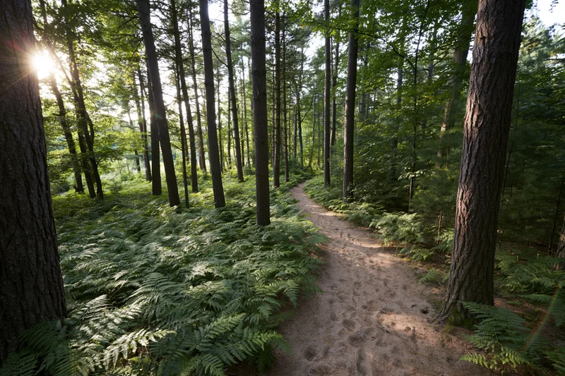 Narrow dirt path winding through dense forest with ferns and tall trees, sunlight filtering through canopy