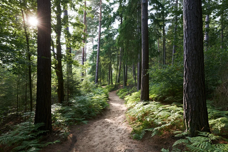 Narrow dirt path winding through dense forest with sunlight filtering through tall pine trees and ferns lining the sides