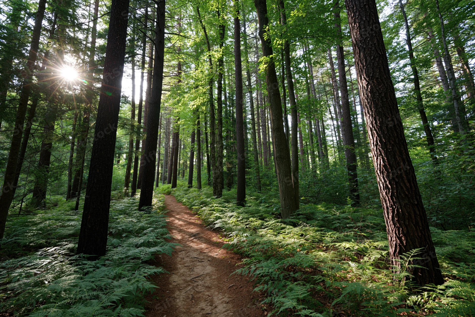 Narrow dirt path winding through dense forest with sunlight filtering through tall trees and ferns on the ground
