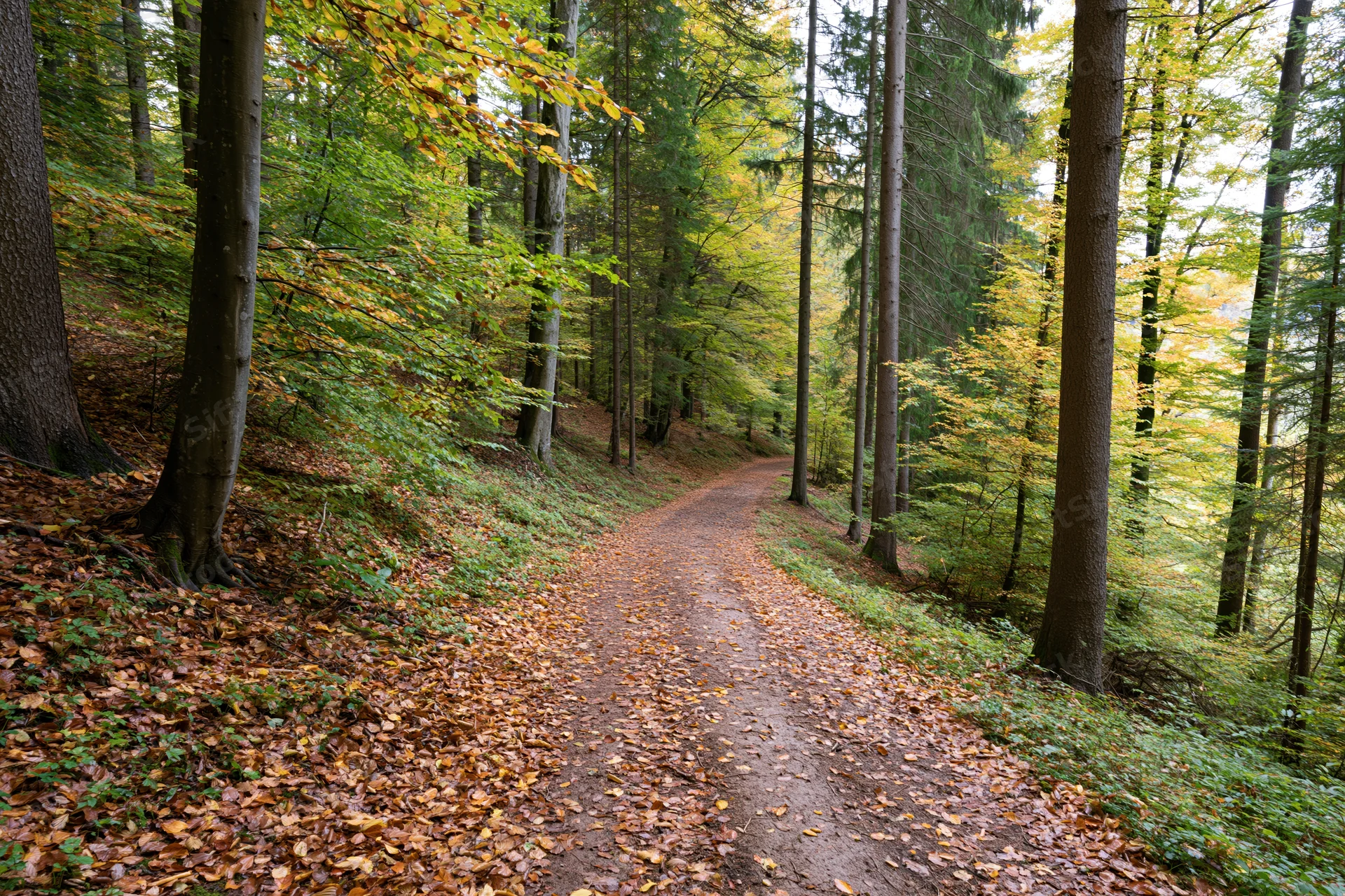 Winding dirt path covered in fallen autumn leaves through a mixed forest with tall trees and dappled sunlight