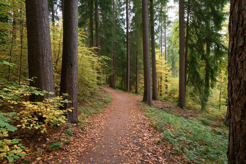 Narrow dirt path winding through mixed forest in autumn with fallen leaves and tall trees