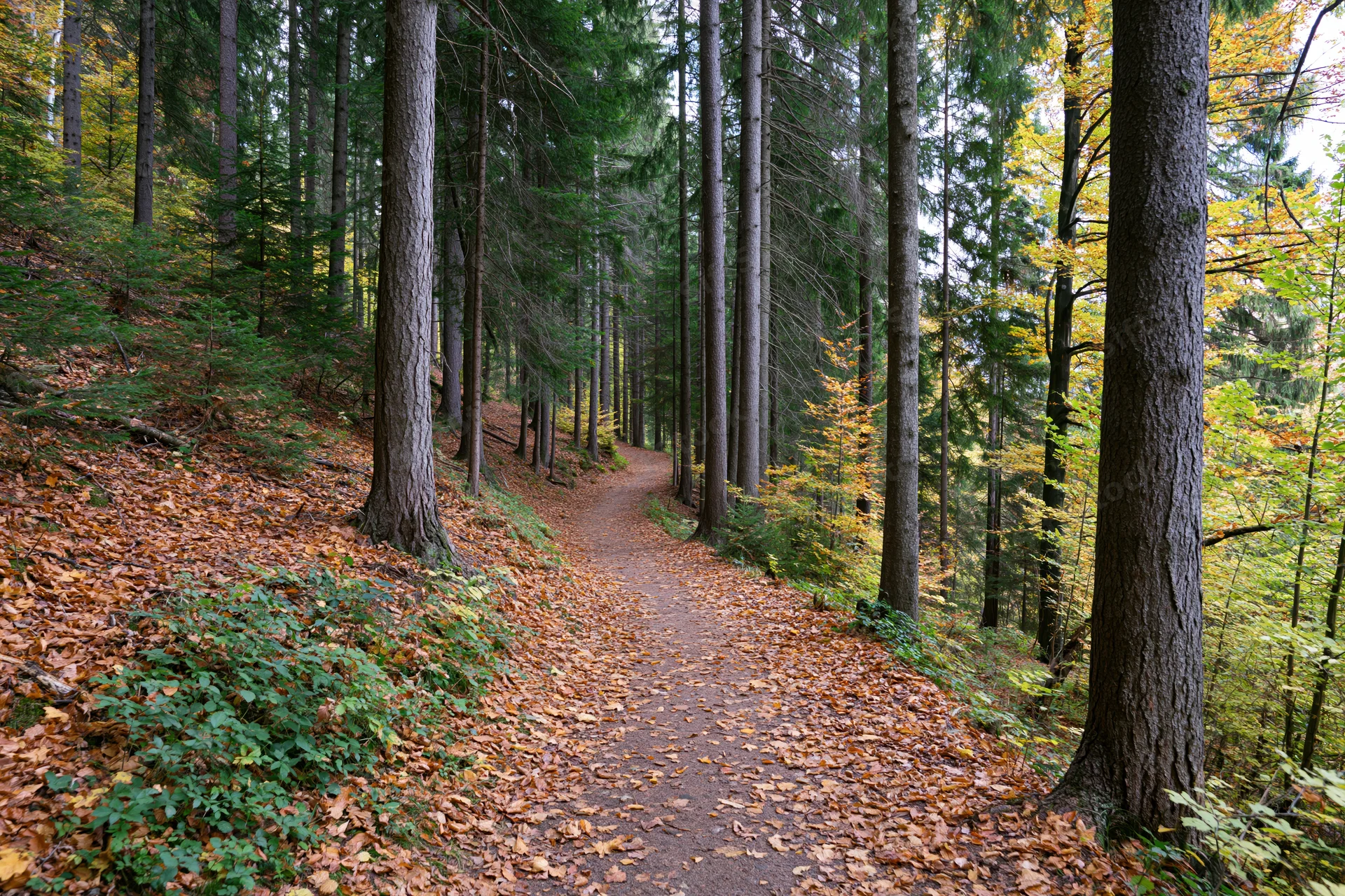 Narrow dirt path winding through mixed forest in autumn with fallen leaves and tall trees