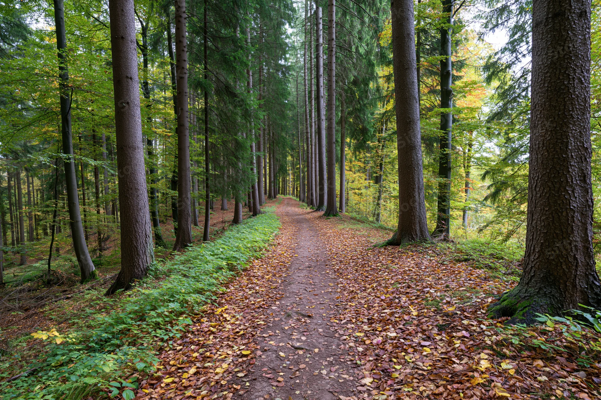 Narrow dirt path winding through a mixed forest in autumn, covered with fallen leaves and flanked by tall trees