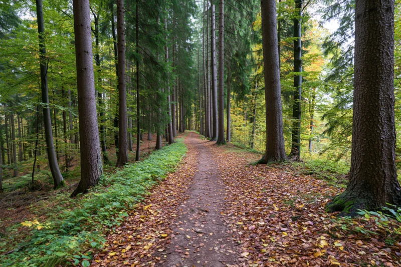 Narrow dirt path winding through a mixed forest in autumn, covered with fallen leaves and flanked by tall trees