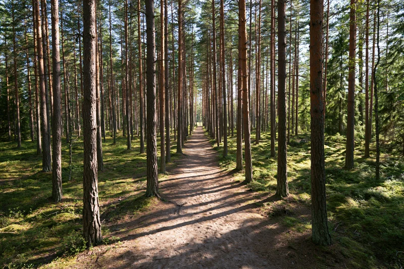 Narrow dirt path winding through tall pine trees in a dense forest