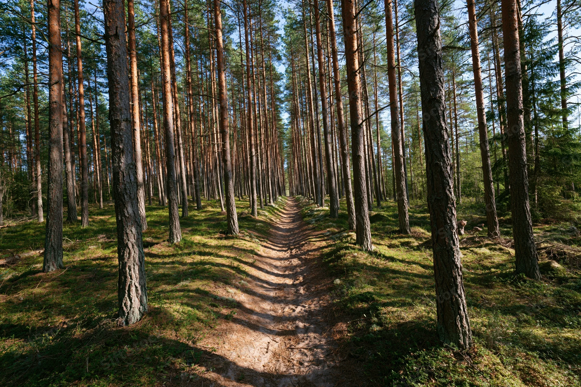 Narrow dirt path winding through tall pine trees in a dense forest