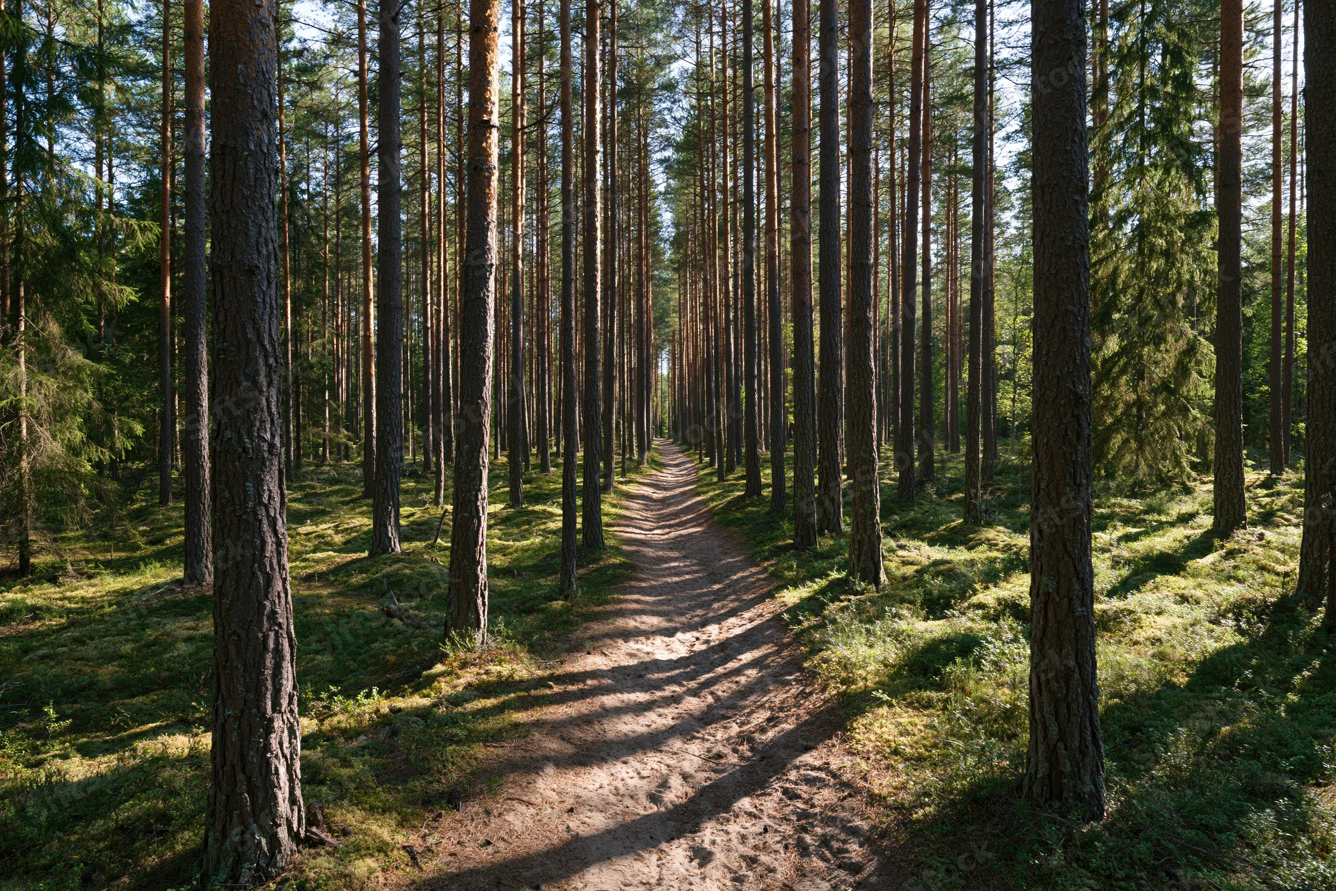 Narrow dirt path winding through tall pine trees in a dense forest