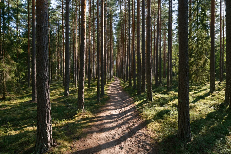 Narrow dirt path winding through tall pine trees in a dense forest