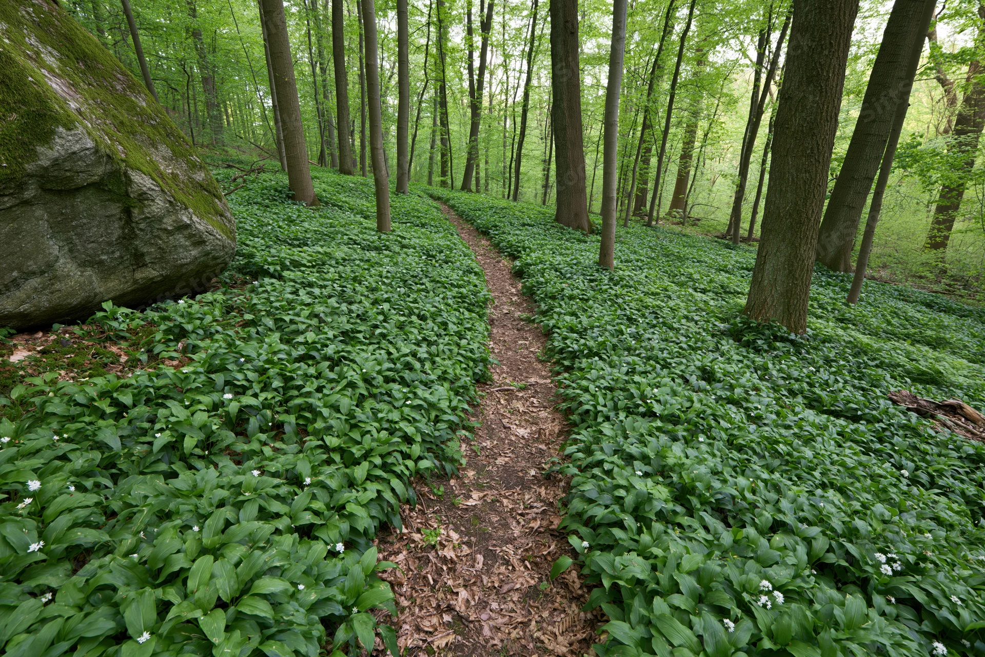 Narrow dirt path winding through a temperate deciduous forest with lush green undergrowth and white wildflowers