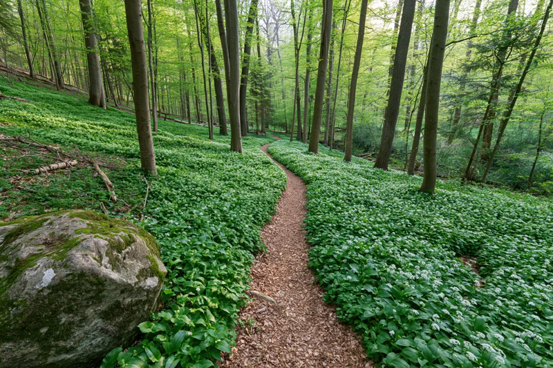 Winding dirt path through a green forest with wild garlic flowers and moss-covered rock