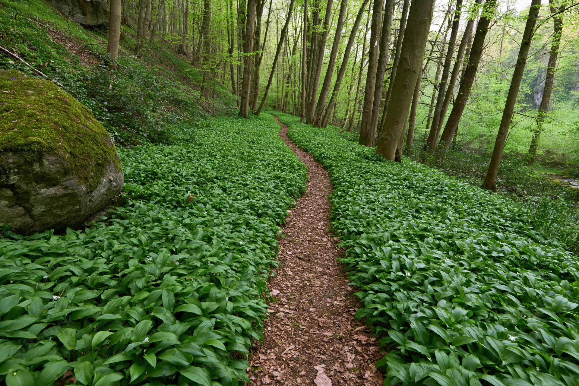 Narrow dirt path winding through a green forest floor covered in wild garlic plants