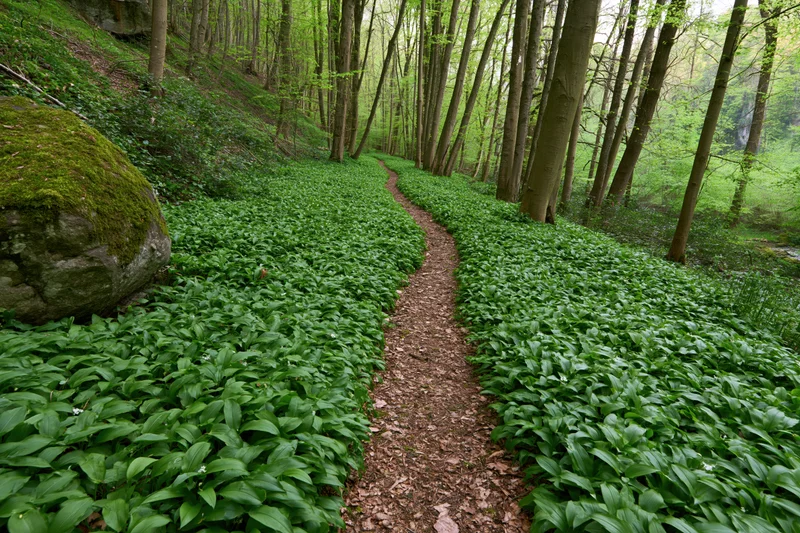 Narrow dirt path winding through a green forest floor covered in wild garlic plants