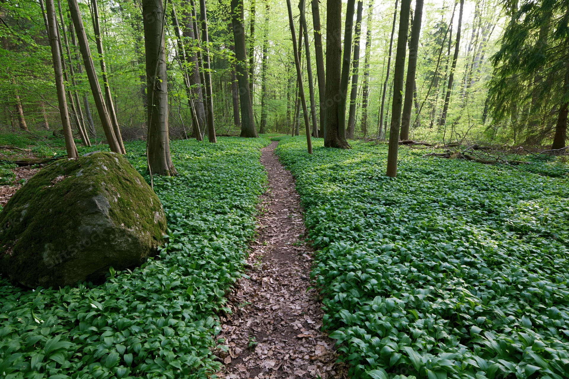 Narrow dirt path winding through a temperate deciduous forest with moss-covered rock and dense green undergrowth