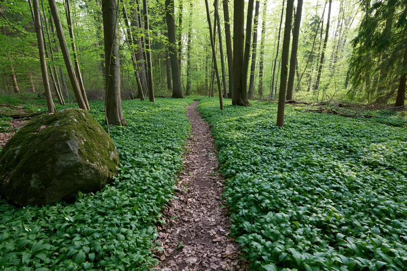 Narrow dirt path winding through a temperate deciduous forest with moss-covered rock and dense green undergrowth