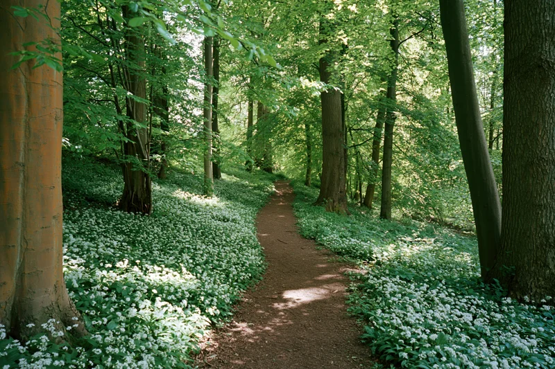 Narrow dirt path winding through a temperate deciduous forest with white flowers blooming on the forest floor
