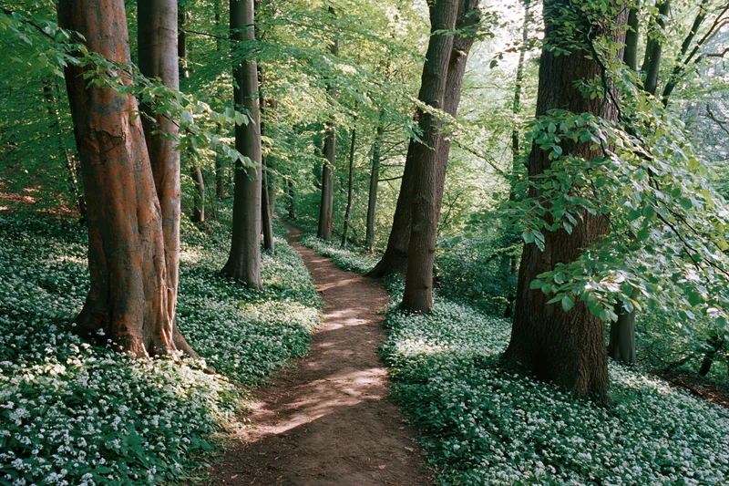 Narrow dirt path winding through a temperate deciduous forest with white wildflowers and dappled sunlight