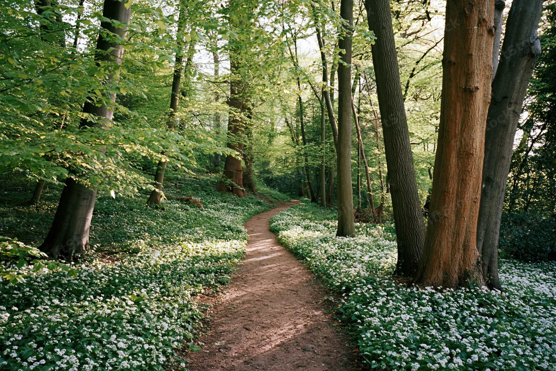 Winding dirt path through a temperate deciduous forest with white flowering undergrowth