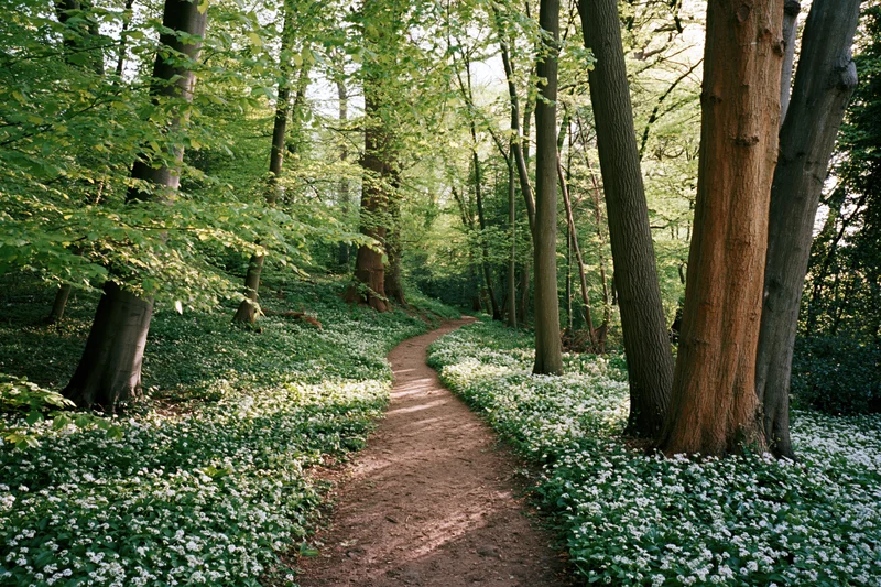 Winding dirt path through a temperate deciduous forest with white flowering undergrowth
