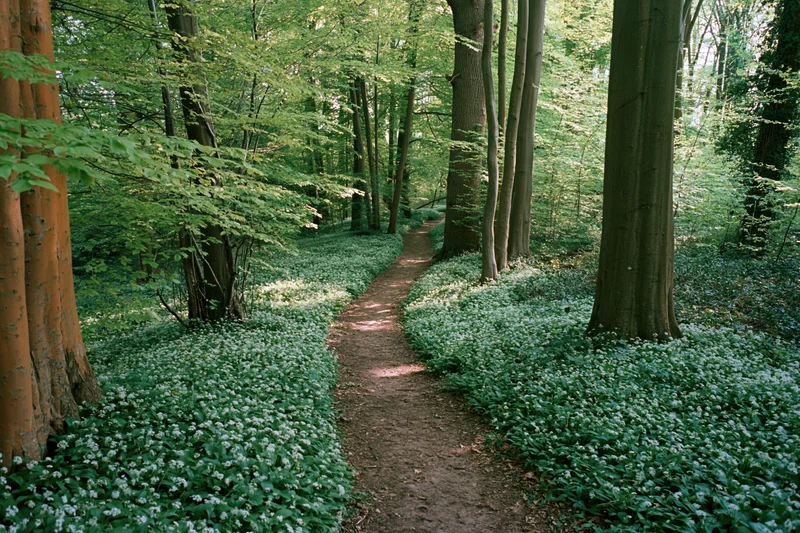 Narrow dirt path winding through a green forest with white wildflowers and tall trees