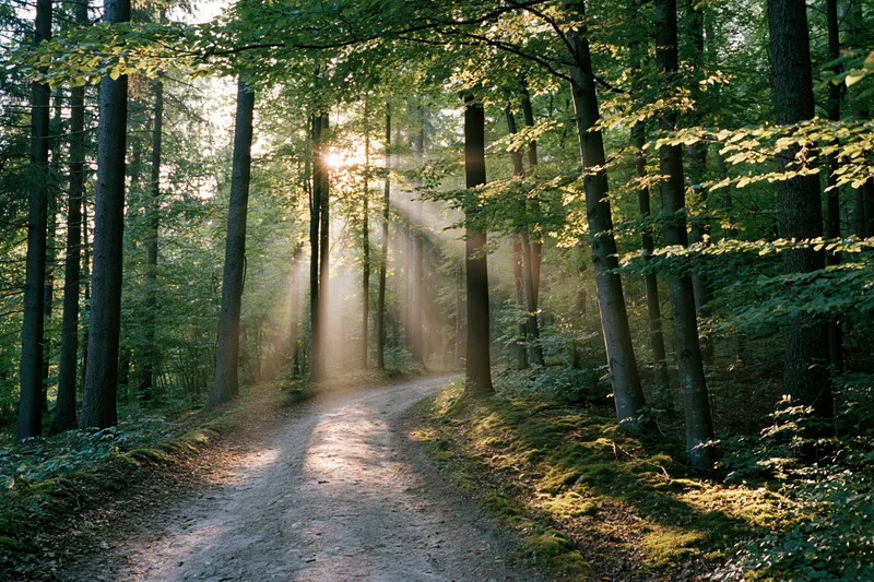 Narrow dirt path winding through tall deciduous trees in a sunlit forest