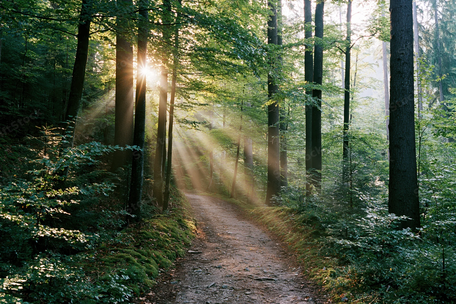Narrow dirt path winding through tall deciduous trees with sunlight streaming through the canopy