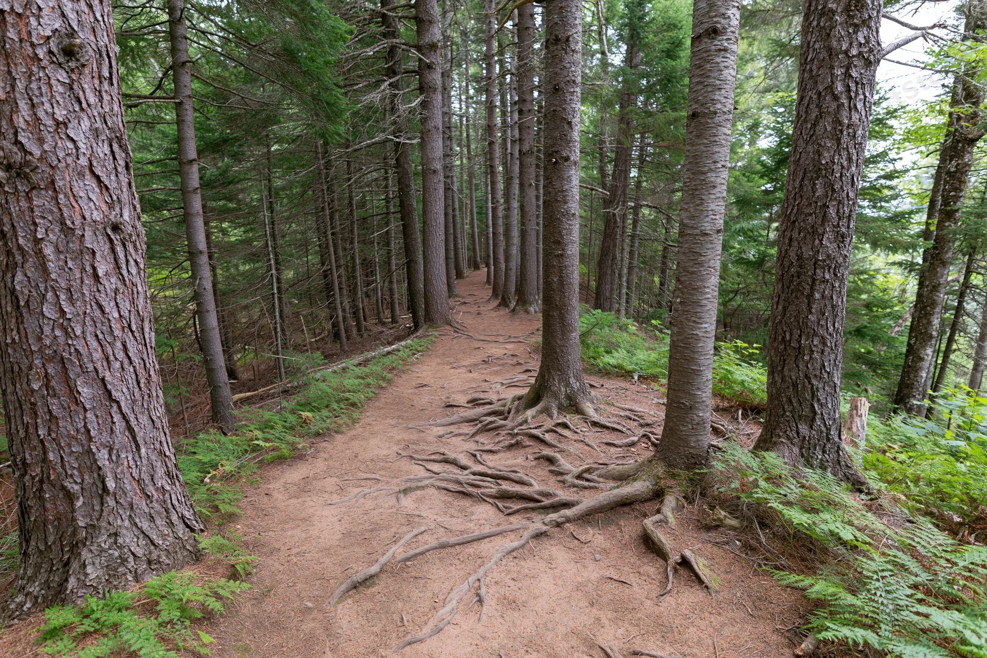 Narrow dirt trail winding through dense pine forest with exposed tree roots and ferns on forest floor