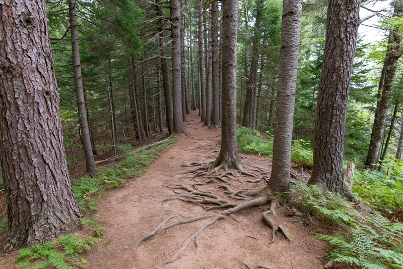 Narrow dirt trail winding through dense pine forest with exposed tree roots and ferns on forest floor