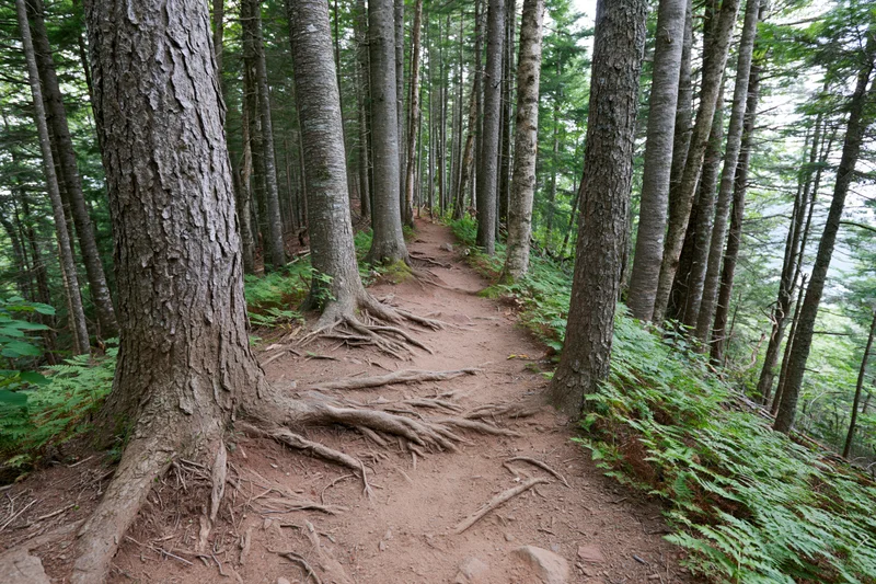 Narrow dirt hiking trail winding through dense forest with exposed tree roots and ferns