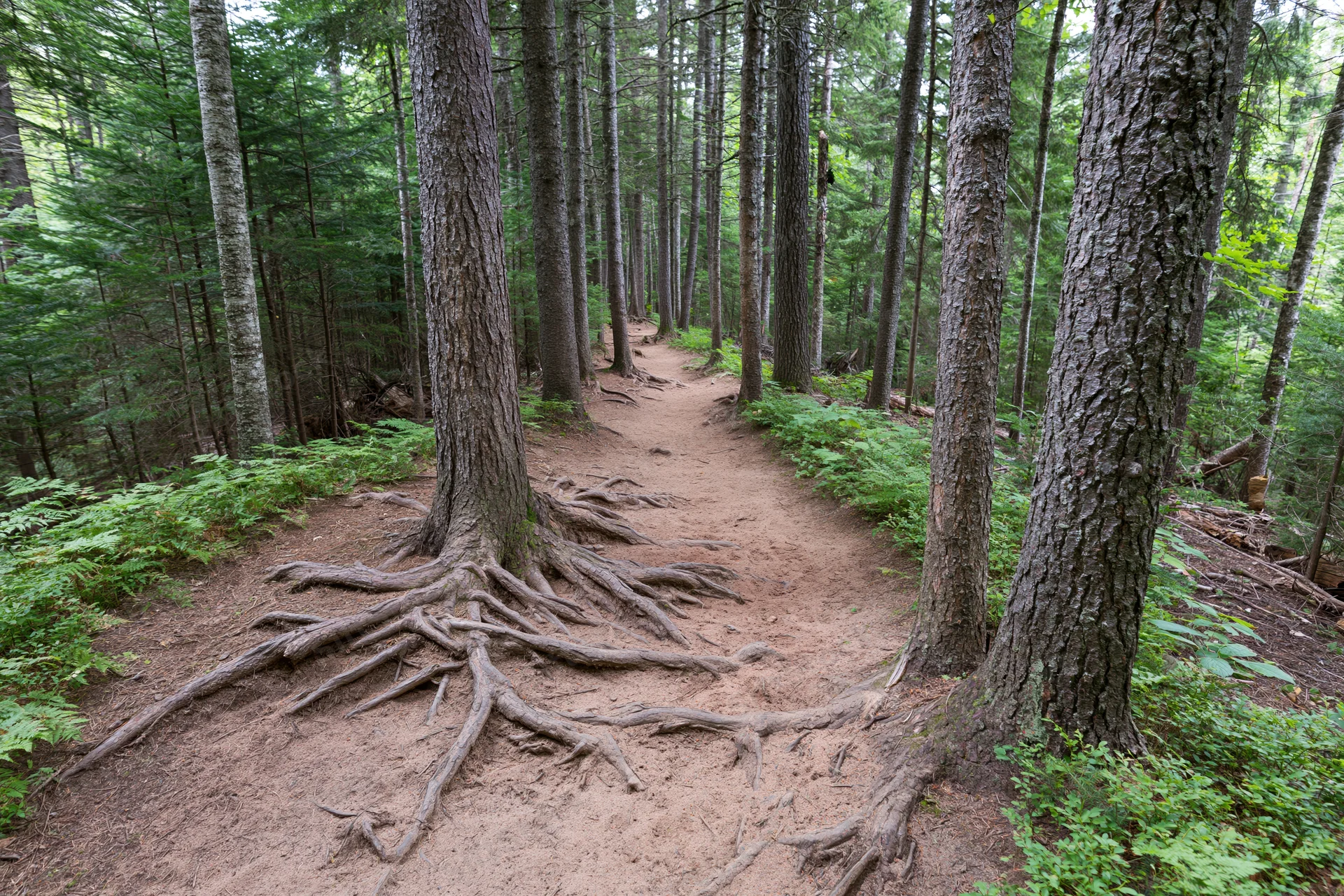 Narrow dirt hiking trail winding through dense forest with exposed tree roots and green undergrowth