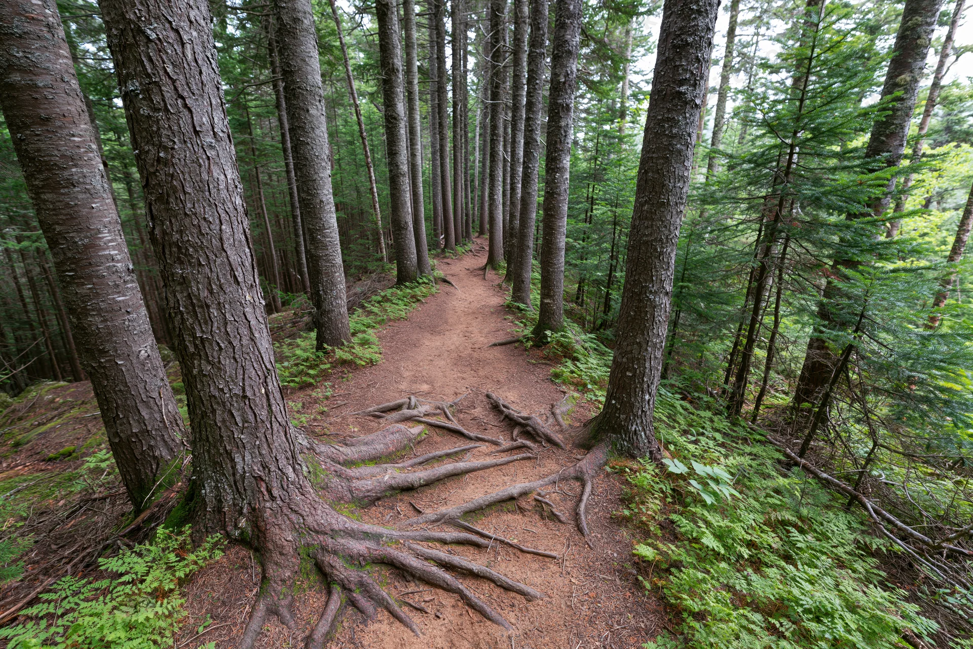Narrow dirt hiking trail winding through dense conifer forest with exposed tree roots and green undergrowth