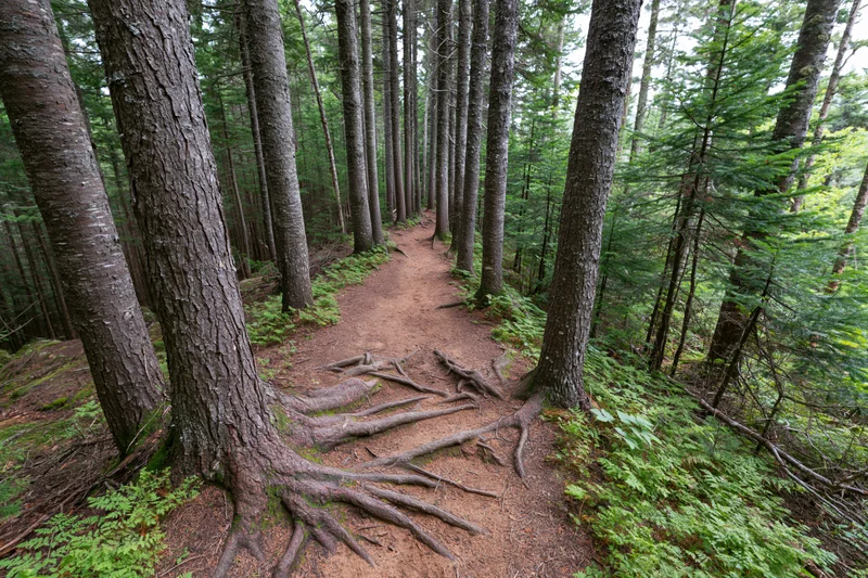 Narrow dirt hiking trail winding through dense conifer forest with exposed tree roots and green undergrowth