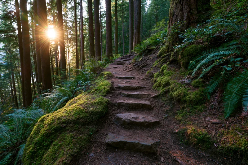 Narrow dirt hiking trail with rough stone steps winding through mossy forest at sunrise