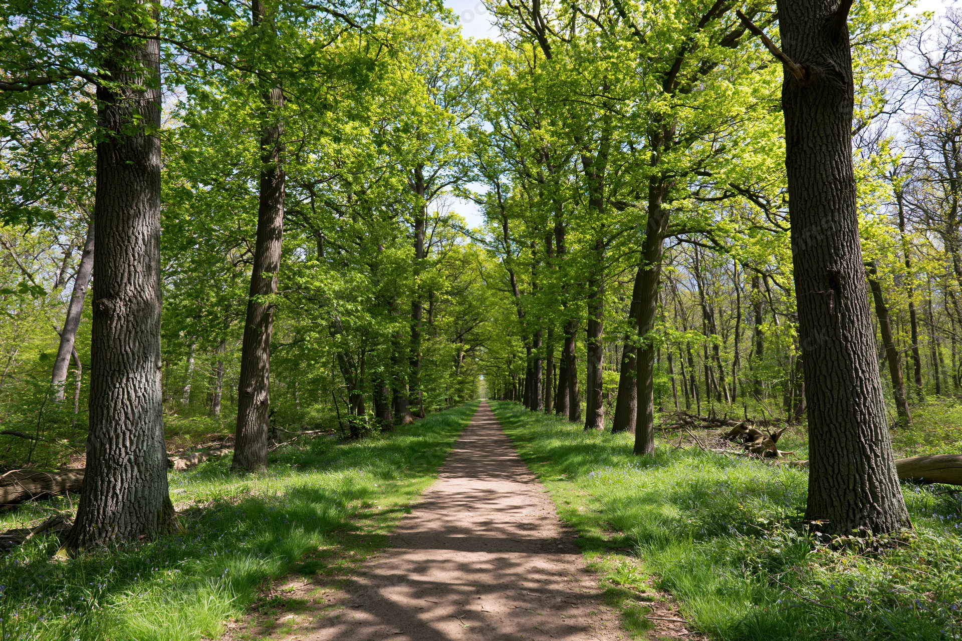 Narrow dirt path through a green deciduous forest in spring, flanked by tall trees and grassy edges under dappled sunlight