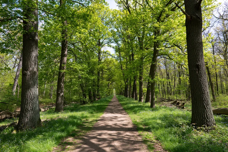 Narrow dirt path through a green deciduous forest in spring, flanked by tall trees and grassy edges under dappled sunlight