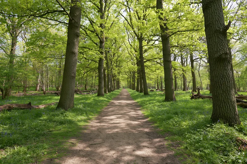 Dirt path winding through a green deciduous forest in spring, flanked by tall trees and grassy undergrowth with dappled sunlight