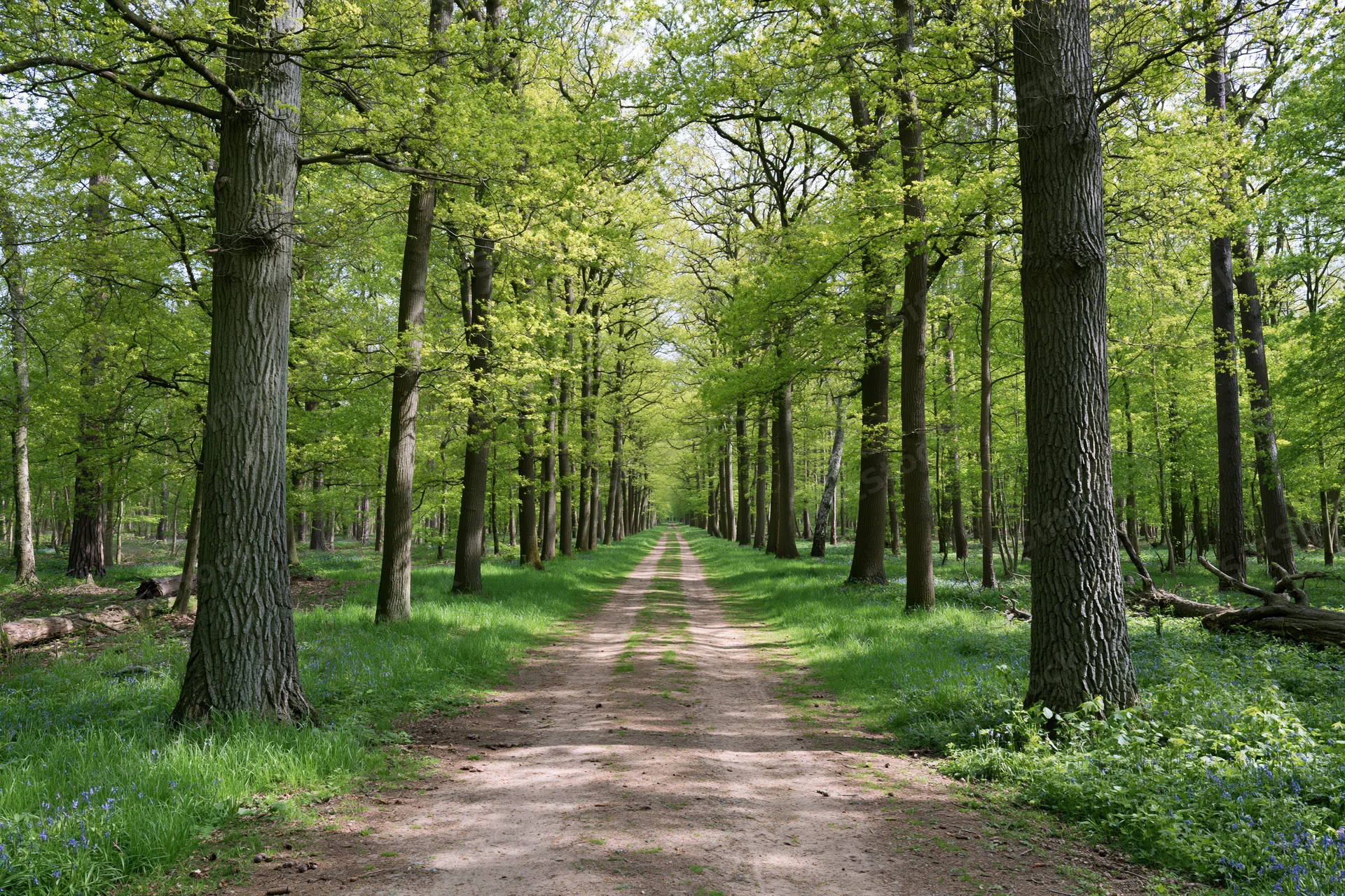 Narrow dirt path lined with tall deciduous trees in a spring forest